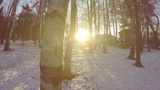 Pov Verschneiten Wald Bei Sonnenuntergang — Stockvideo