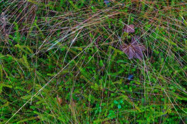 Doğal Yosun Arkaplan DokusuName