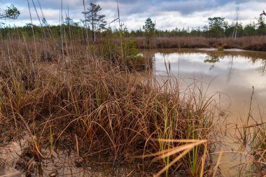 Manzara, kükürt izotopik bataklık