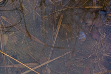 Kükürt tortu kükürtlü bir bahar