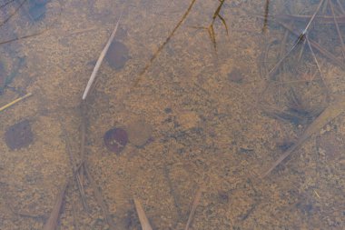 Kükürt tortu kükürtlü bir bahar