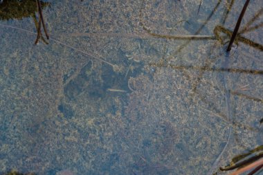 Kükürt tortu kükürtlü bir bahar