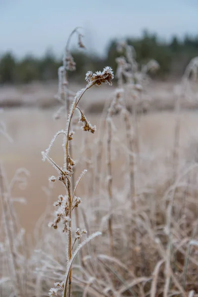 Mooie winter achtergrond, rijm op een moeras — Stockfoto
