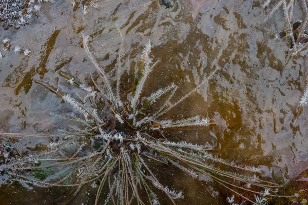 Beautiful winter background, hoarfrost on a swamp — Stock Photo, Image
