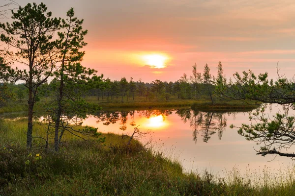 Natural Sunset Sunrise Over swamp — Stock Photo, Image