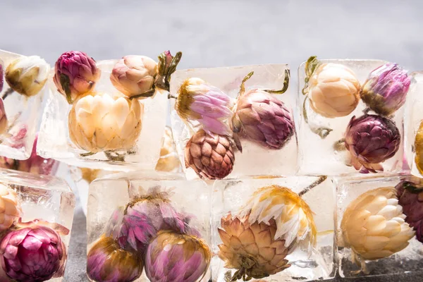 Flores congeladas, cubitos de hielo decoración florística —  Fotos de Stock