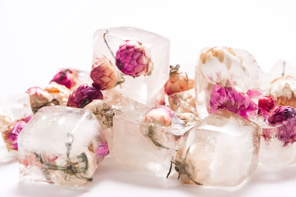 Flores congeladas, cubitos de hielo decoración florística —  Fotos de Stock