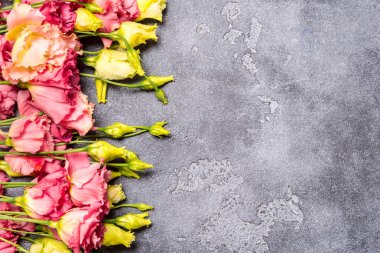 Eustoma çiçek gri arka plan, kopya alanı üzerinde