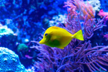 Küçük sarı akvaryum balık