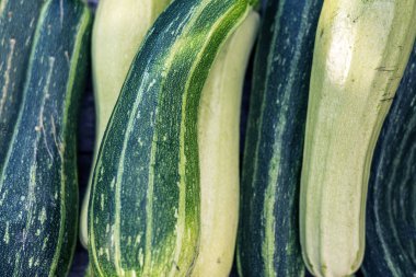 Kabak gruptaki sürü