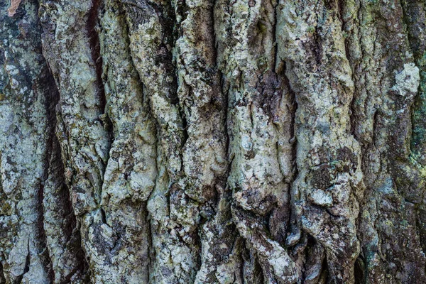 Кора текстурированного дерева — стоковое фото
