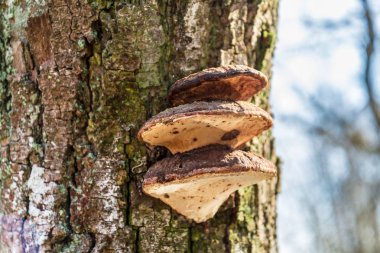 Ormandaki ağaç mantarı