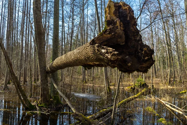 Bosque inundado, árbol caído muerto — Foto de Stock