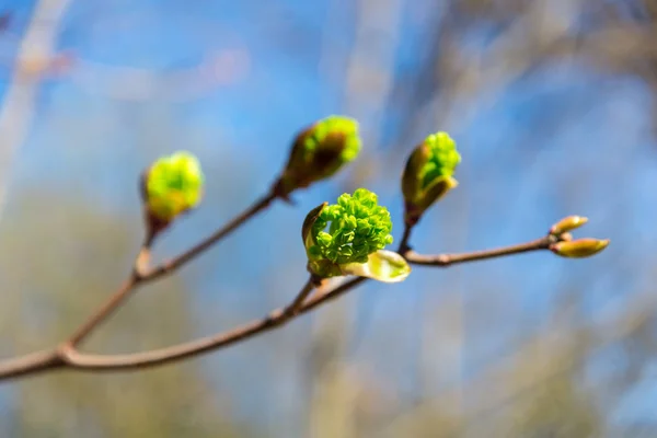 Spring tree leaves — Stock Photo, Image