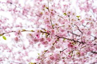 Bahar zamanı, kiraz çiçeği çiçek şube