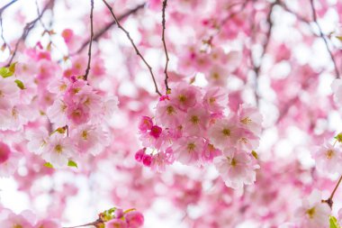 Bahar zamanı, kiraz çiçeği çiçek şube