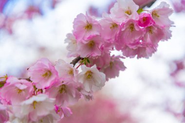 Bahar zamanı, kiraz çiçeği Şubesi