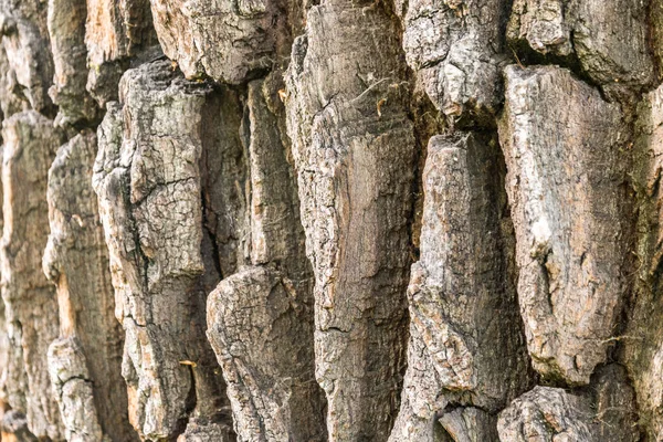 Corteccia di quercia sfondo strutturato — Foto Stock