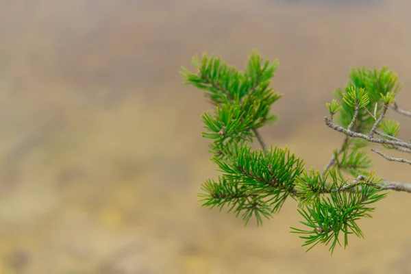 Branch of pine on a swamp — Stock Photo, Image