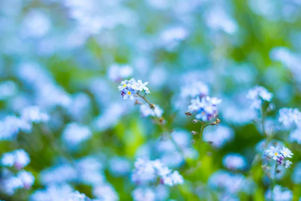 Flores azules fondo texturizado, olvidar-me-no — Foto de Stock