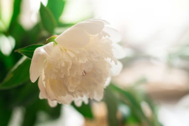 Yaz günü beyaz Şakayık çiçeği