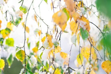 Bir ekim günü sonbahar ağaçlarına kar yağdı, kar altında sarı yapraklar
