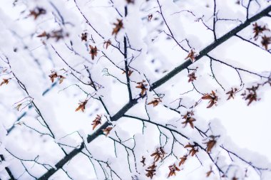 Bir ekim günü sonbahar ağaçlarına kar yağdı, kar altında sarı yapraklar