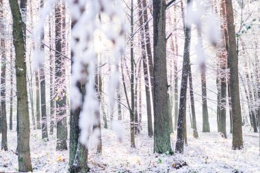 Bir ekim günü sonbahar ağaçlarına kar yağdı, kar altında sarı yapraklar
