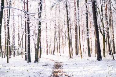 Bir ekim günü sonbahar ağaçlarına kar yağdı, kar altında sarı yapraklar
