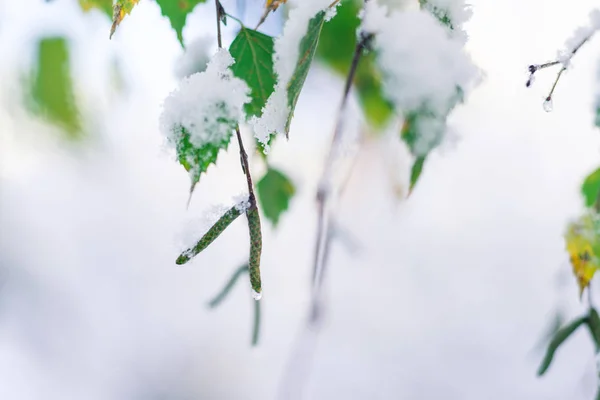 Sneeuw viel op de herfstbomen op een oktober dag, gele bladeren onder sneeuw — Stockfoto