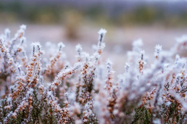 Krásná zimní krajina, zamrzlé vřesoviště pod chrastítkem — Stock fotografie