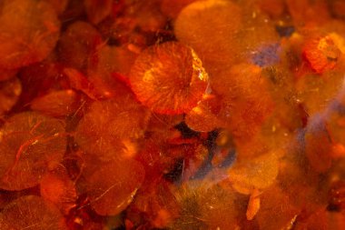 Antika kahverengi Baltık kehribar desenli arka plan