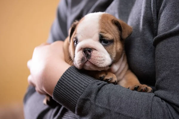 Small Little English Bulldog Puppy Baby Newborn Woman Hand — Stock Photo, Image