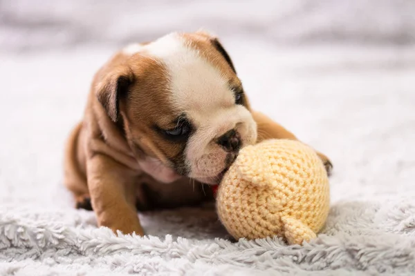 Pequeño Perrito Bulldog Inglés Bebé Recién Nacido —  Fotos de Stock
