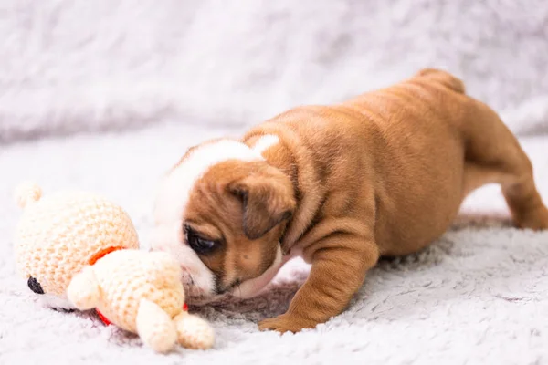 Small Little English Bulldog Puppy Baby Newborn — Stock Photo, Image