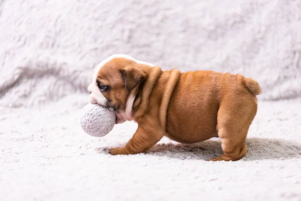 Small Little English Bulldog Puppy Baby Newborn — Stock Photo, Image