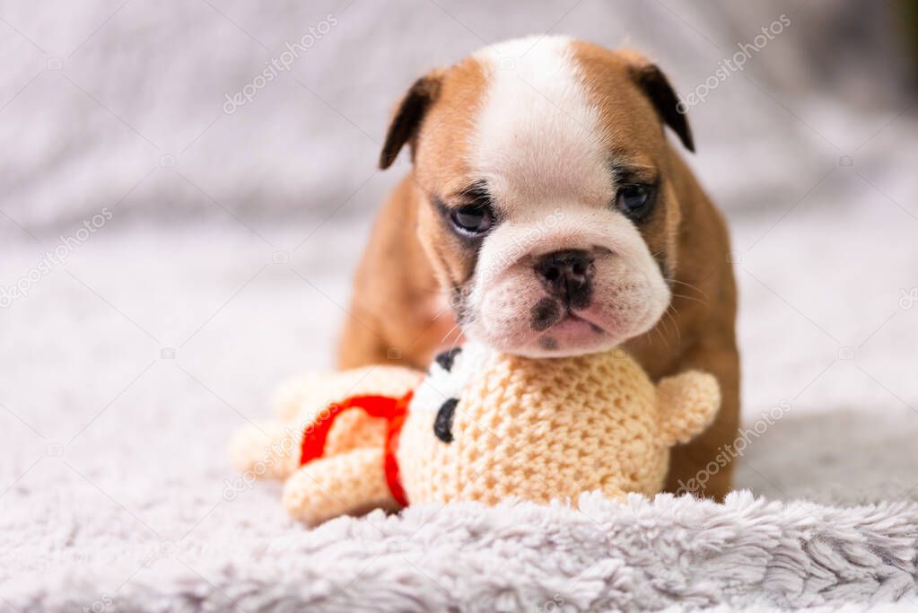 Small, little english bulldog puppy, baby, newborn 