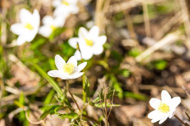 Bahar zamanı, ormanda beyaz kar damlaları 
