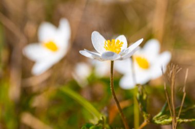 Bahar zamanı, ormanda beyaz kar damlaları 