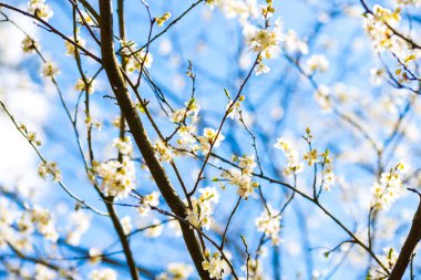 Beyaz çiçekli bahar elması ağacı, mavi gökyüzü