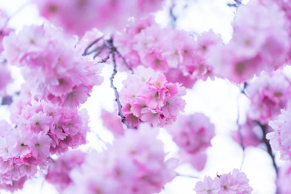 Frech Pink Japanece Sakura Flowers Blue Sky — Stock Photo, Image