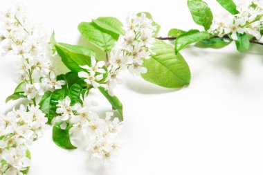 Beyaz arkaplanda kuş kiraz çiçekleri 