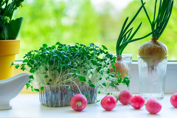 Graines Radis Germées Oignons Germés Sur Les Fenêtres Cuisine — Photo