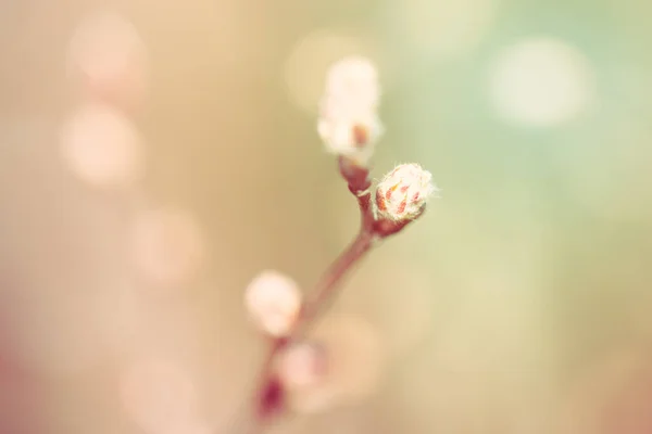 Unscharfe Natur Frühlingszweig Mit Baumknospen — Stockfoto