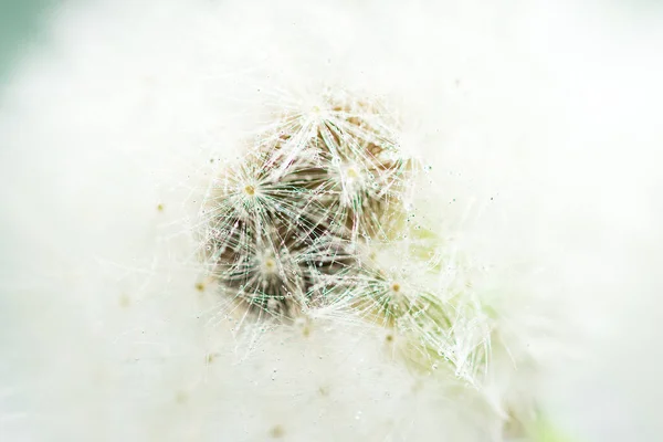 Dente Leão Flor Bola Sopro Perto Arte Natureza — Fotografia de Stock