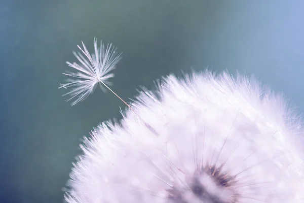 Dente Leão Flor Bola Sopro Perto Arte Natureza — Fotografia de Stock