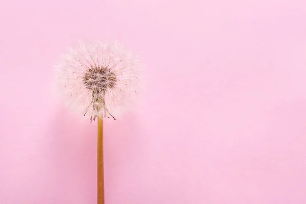 dandelion, blowball flower close up on pink bacground, copy spac