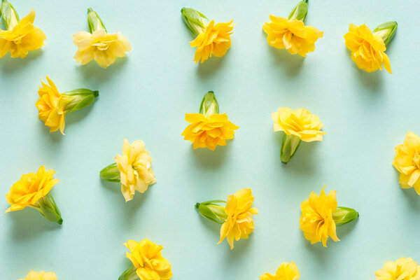 Yellow flowers buds on mint green background, texture, pattern