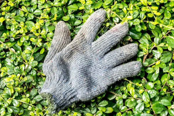 old used Gardener\'s gloves on plant background