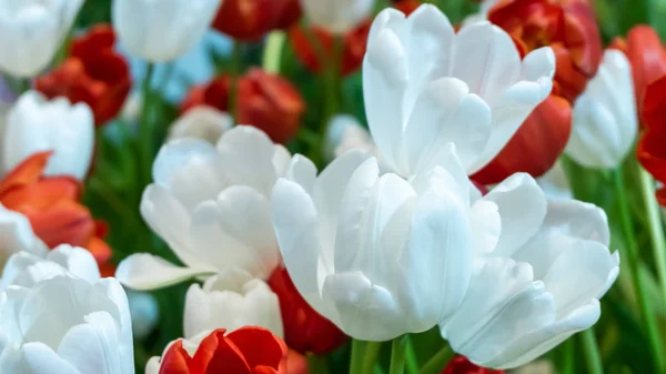 fresh natural tulips flower , tulips blooming in morning ,white